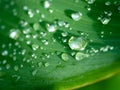 Rain Drops on The Canna Lily Leaf Royalty Free Stock Photo