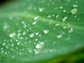 Rain Drops on The Canna Lily Leaf Royalty Free Stock Photo