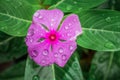 Rain drops on Catharanthus roseus Pink Madagascar periwinkle flower during spring Royalty Free Stock Photo