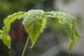 rain drops on chestnuts leaf - Aesculus Hippocastanum