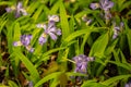 Rain Drops Cling to Crested Dwarf Iris In Spring Royalty Free Stock Photo