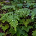 Rain Drops Cling to Fern Royalty Free Stock Photo