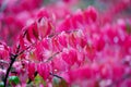 Macro Burning Bush leaves in rain. Royalty Free Stock Photo