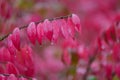 Macro Burning Bush leaves in rain. Royalty Free Stock Photo