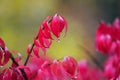 Macro Burning Bush leaves in rain. Royalty Free Stock Photo