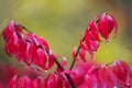 Macro Burning Bush leaves in rain. Royalty Free Stock Photo