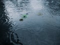 Rain drops. Colored ripples above the water surface. Drizzle rain