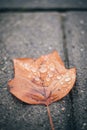 Rain drops covering a brown autumn leaf on a grey urban ground close up still Royalty Free Stock Photo