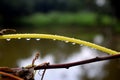 Rain drops on Cuscuta, dodder, parasitic plant, Creeper plant in nature Royalty Free Stock Photo