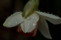 Rain drops on daffodil flower Royalty Free Stock Photo