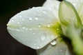 Rain drops on daffodil flower petal Royalty Free Stock Photo