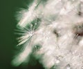 rain drops on dandelion seed in the sunshine of the sunset.