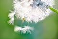 rain drops on dandelion seed in the sunshine of the sunset.