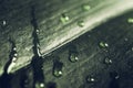 Rain drops on dark green leaf, macro shot. Tranquil spring nature flora background