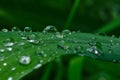 Rain drops on a day lily leaf Royalty Free Stock Photo