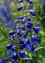 Rain drops on the decorative blue flowers and buds in the bryant park, kodaikanal. Royalty Free Stock Photo