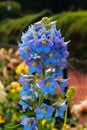 Rain drops on the decorative blue flowers and buds in the bryant park, kodaikanal. Royalty Free Stock Photo