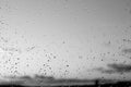 Rain drops and defocused sky background in black and white. Royalty Free Stock Photo