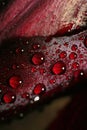 Rain drops of dew on the bud of a red flower Royalty Free Stock Photo