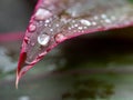 Rain Drops on The Dracaena Palm Leaf Royalty Free Stock Photo