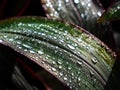 Rain Drops on The Dracaena Palm Leaf Royalty Free Stock Photo