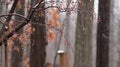 Rain Drops Fall Gently on Tree Branches in Autumn Forest Setting Royalty Free Stock Photo