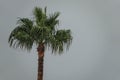 Rain drops falling in front of palm tree. Royalty Free Stock Photo