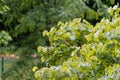 Leaves of a leafy tree with water drops from the rain that is falling on them Royalty Free Stock Photo