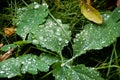 Rain drops falling over green grass Royalty Free Stock Photo