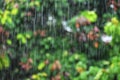 Rain drops falling in the rainy season Royalty Free Stock Photo