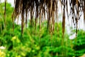 Rain drops falling from a reed roof. Tropical rain. Raindrops hanging from a grassy roof. Royalty Free Stock Photo