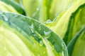 Rain drops on flower leaf close up Royalty Free Stock Photo