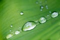 Rain drops on flower leaf close up Royalty Free Stock Photo