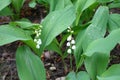Rain drops on flowering lily of the valley