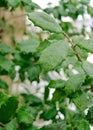 Rain drops freeze on the leaves of an American Holly tree