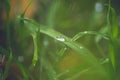 Rain drops on the fresh green grass, macro closeup Royalty Free Stock Photo