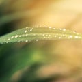 Rain drops on fresh green grass Royalty Free Stock Photo