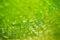 Rain drops and Fresh green leaf texture bacground Royalty Free Stock Photo