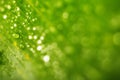 Rain drops and Fresh green leaf texture bacground Royalty Free Stock Photo