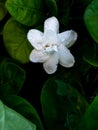 Rain Drops on The Gardenia Flower Blooming Royalty Free Stock Photo