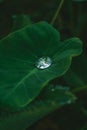 Rain Drops gathered on the Centre of a Heart Shaped leaf Royalty Free Stock Photo