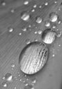 Rain drops on a gingko leaf in black and white Royalty Free Stock Photo