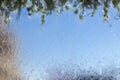 Rain drops on the glass. Blue sky and green leaves branches. Sky background Royalty Free Stock Photo