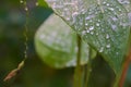 Rain drops glistening on recently showered garden leaves refreshed and cleansed after a hard rain.