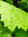 Rain drops in grapes leave Royalty Free Stock Photo