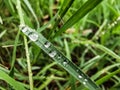 Rain drops on grass Royalty Free Stock Photo
