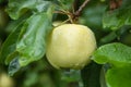 Rain drops on green apple on a apple tree branch Royalty Free Stock Photo