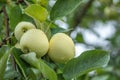 Rain drops on green apples on a apple tree branch Royalty Free Stock Photo