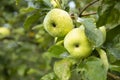 Rain drops on green apples on tree branch Royalty Free Stock Photo