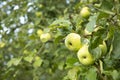 Rain drops on green apples on tree branch Royalty Free Stock Photo